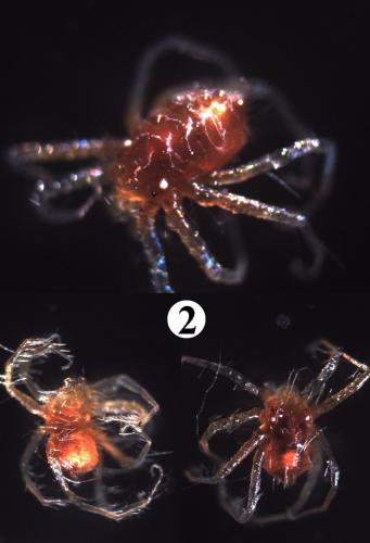 Erythracarus epigeus